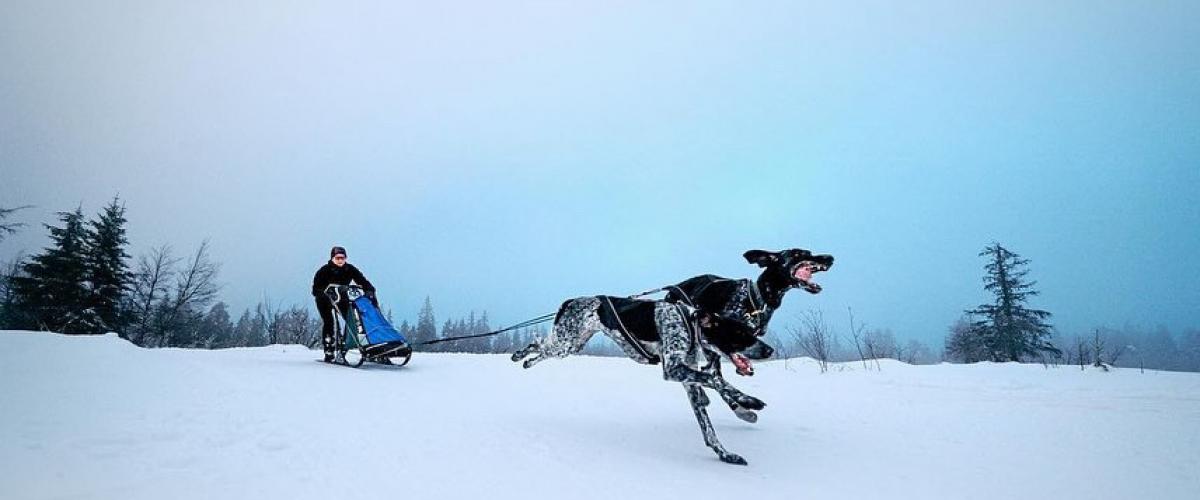 Hundekjører på slede med to hunder som løper i stor fart. 
