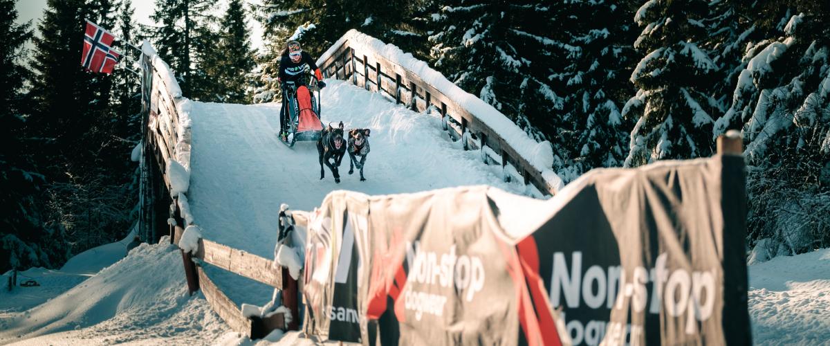 Målområdet av NM-løypa blir ekstra spennende når hundekjørerne kjører over en bro. Foto: Yannic A. Schuster Bilde av bro ved målstrek i NM løypene i Gåsebu-anlegget.