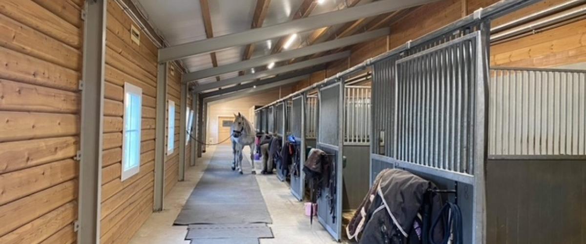 Stall med synlig lafta tømmer mot utsiden. Araber står klar for å bli salet opp.