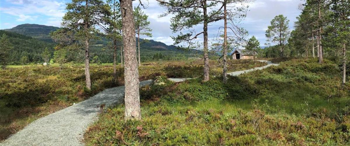 Bilde som viser en opparbeida grusveg mellom trær og lyng. Vegen er en del av Kavlvegen.