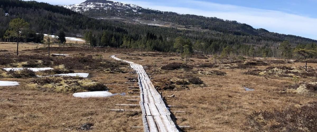 Den rekonstruerte kavlvegen en vårdag