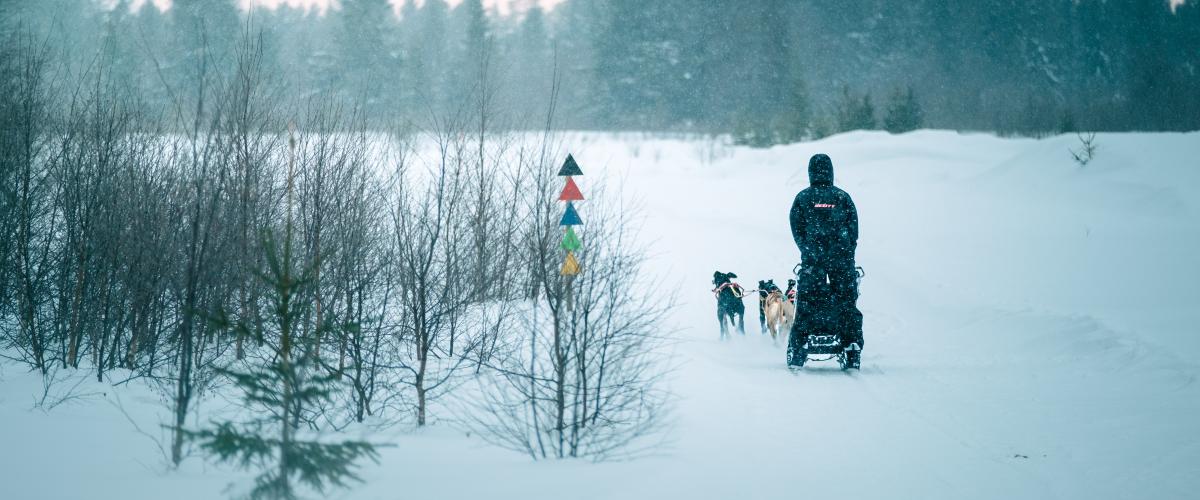Bilde av hundekjører bakfra i snøen, og markering av løypene i gåsbu med fargene svart, rød, blå, grønn og gul.