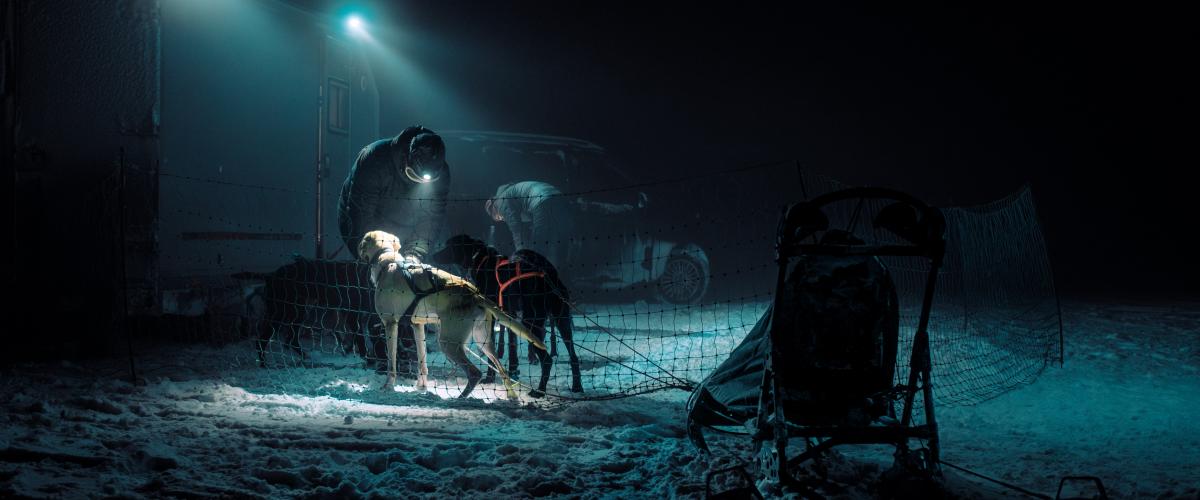 Foto: Yannic A. Schuster Bilde av hundefører, to hunder og punk i mørket, hvor hundefører fikser sele på hundene