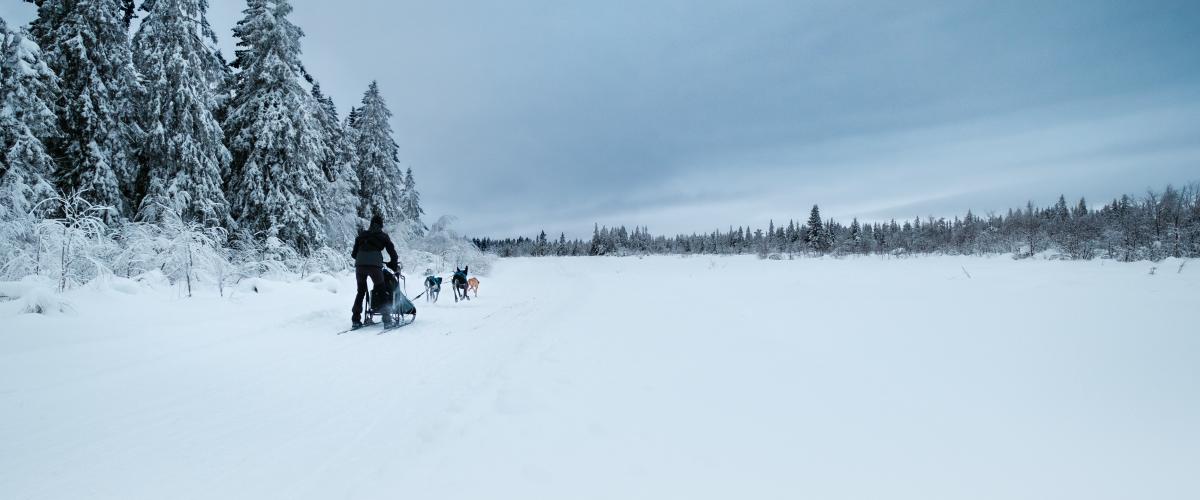 Foto: Yannic A. Schuster Bilde av hundekjører på avstand i snødekt natur på Gåsbu.