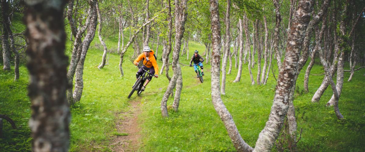 Sykkelsti i bjørkeskog
