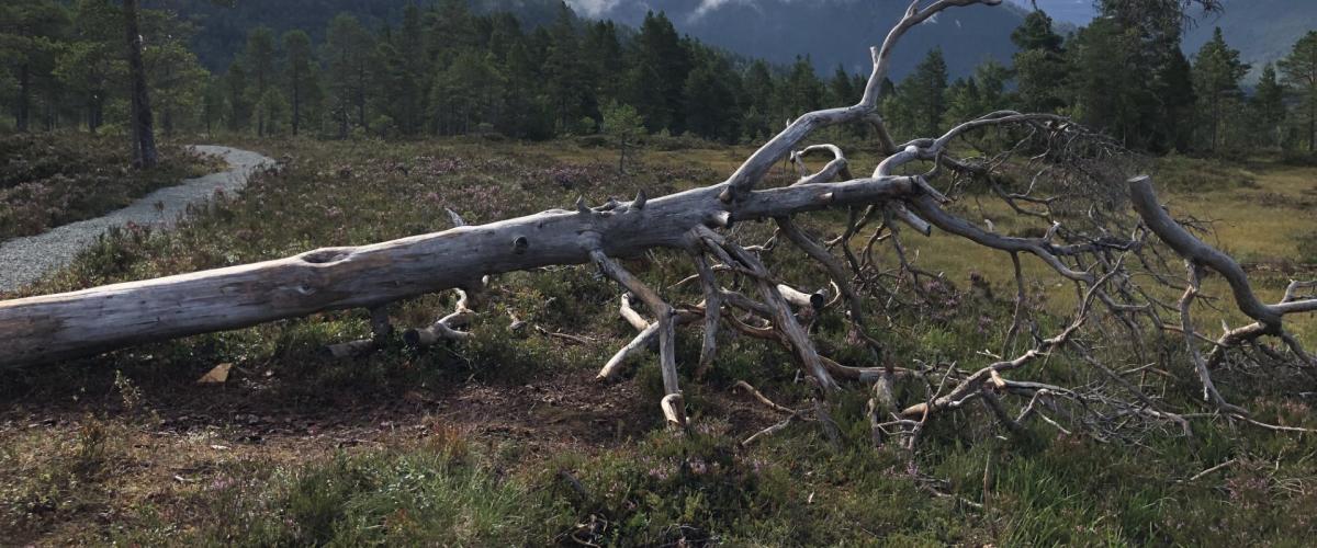 Veltet tre liggende i naturen, brukt som klatrestativ og benk