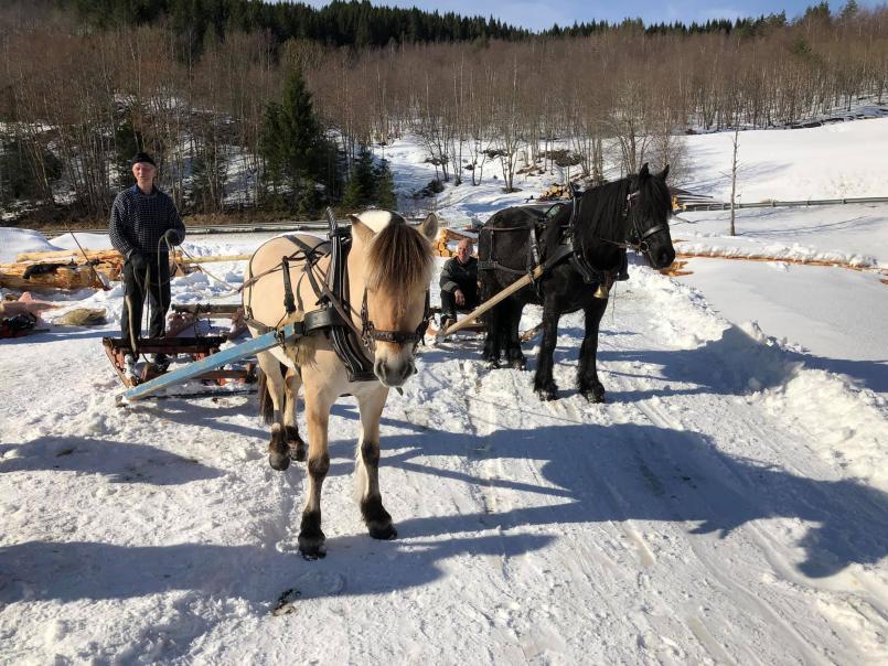Arbeidshester står på snødekket mark, brukt til tømmertransport for å beskytte naturen om vinteren.